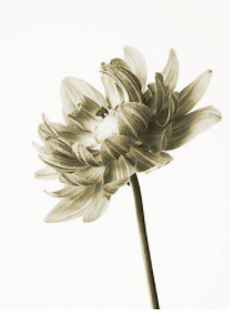 Dahlia #3