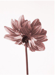 Dahlia #1