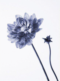 Dahlia #2