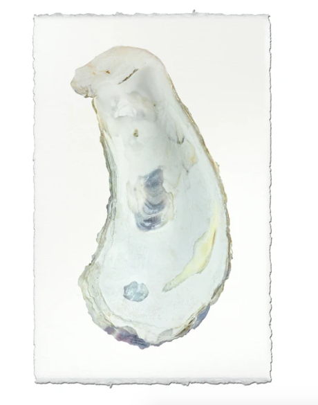 OYSTER STUDY #1