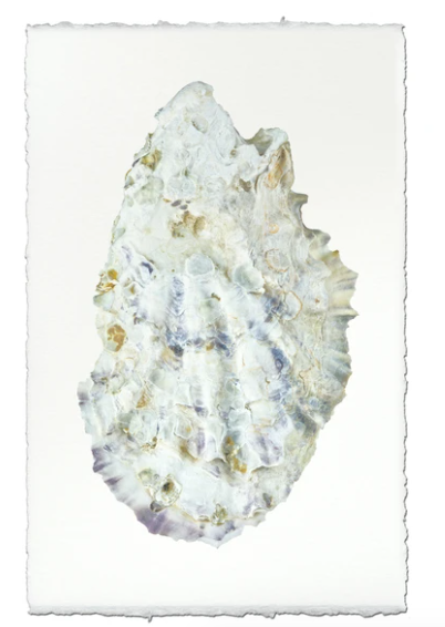 OYSTER STUDY #2