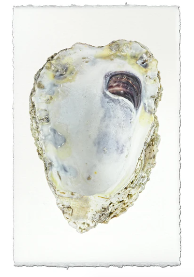 OYSTER STUDY #3
