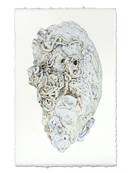 OYSTER STUDY #6