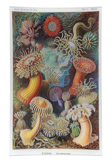 Actiniae (Sea Anemones) 10 x 16
