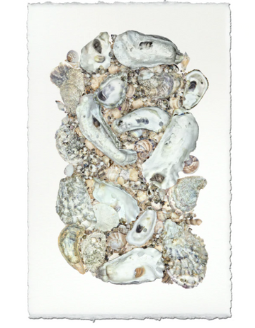 Collective Oysters Print