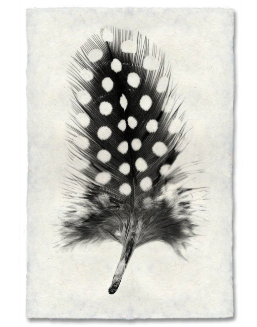Guinea Fowl Feather
