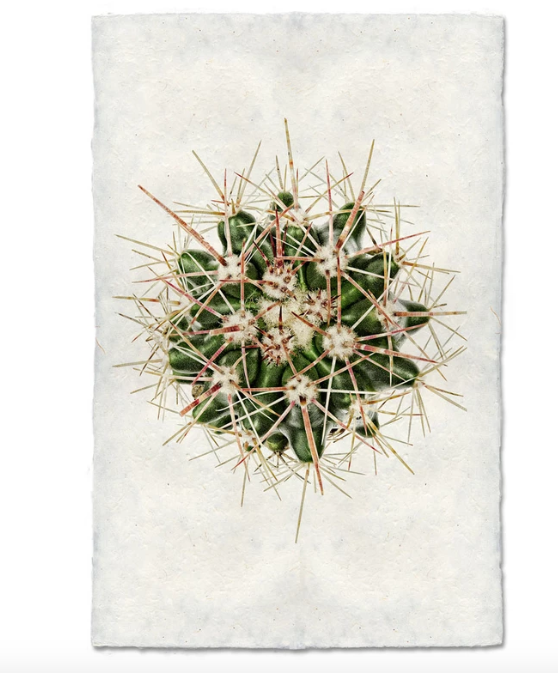 RED THORN CACTUS