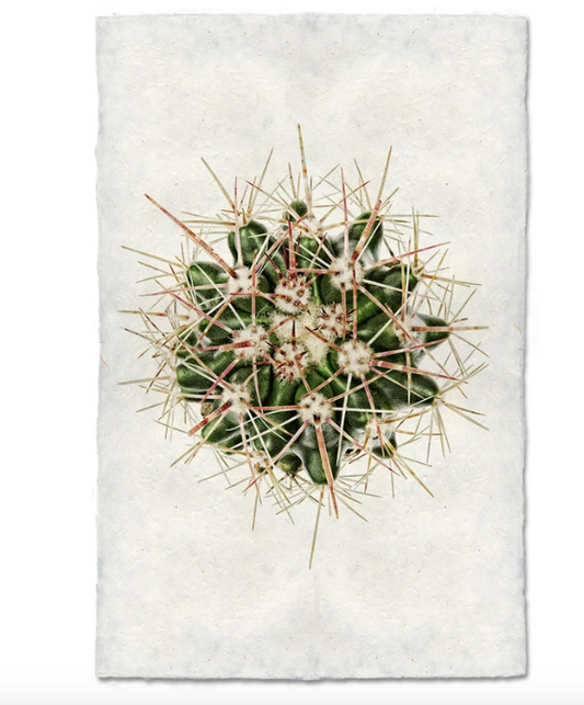 RED THORN CACTUS