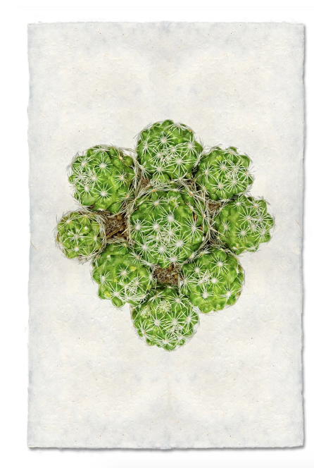 THIMBLE CACTUS