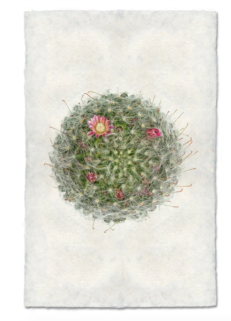POWDER PUFF CACTUS
