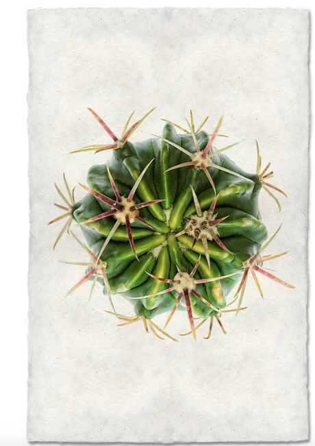 DEVIL'S TONGUE BARREL CACTUS
