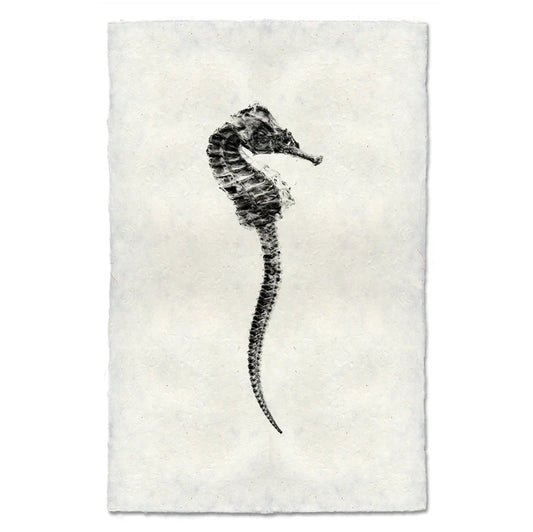 Seahorse #1, B&W