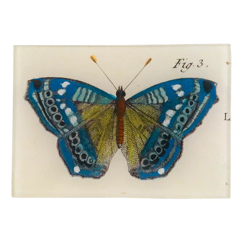 Blue Butterfly Fig. 3 - 3.5 x 5