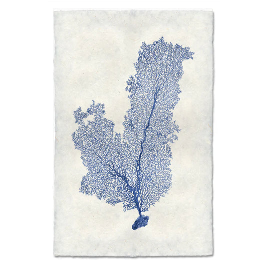 Tall Sea Fan, Blue