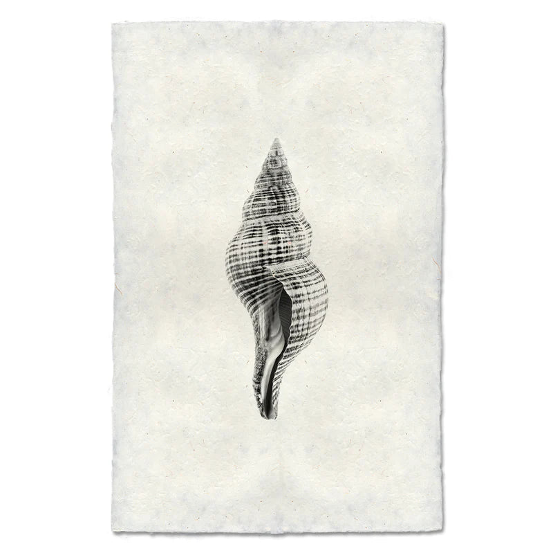 Tulip Shell, B&W