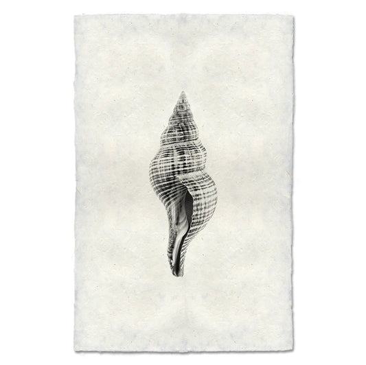 Tulip Shell, B&W