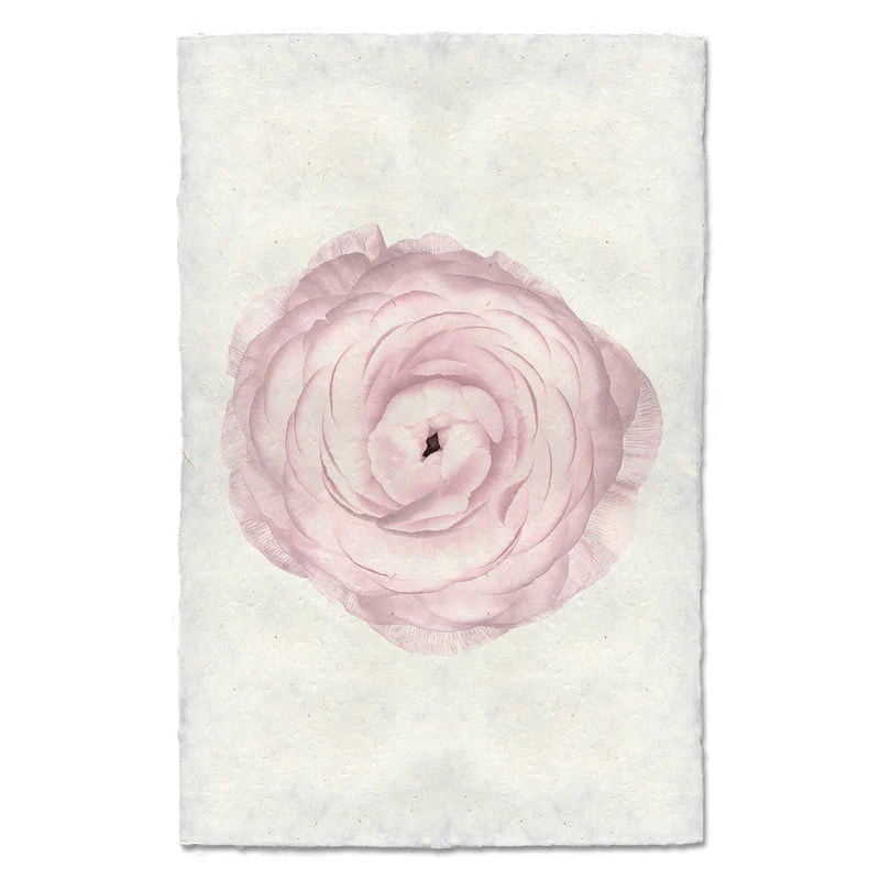 BLUSH RANUNCULUS