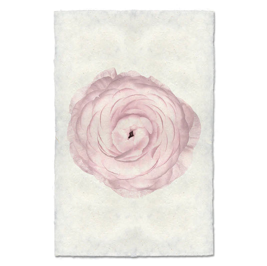BLUSH RANUNCULUS