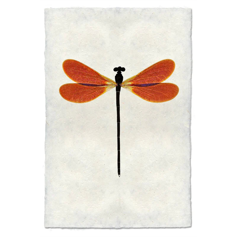 Amber Damsel