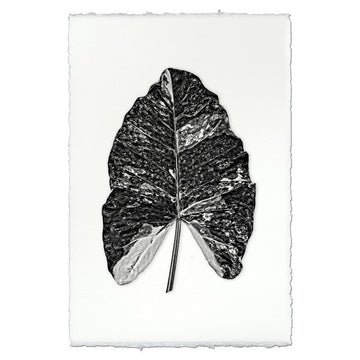 Arrowhead- Tropical Leaf