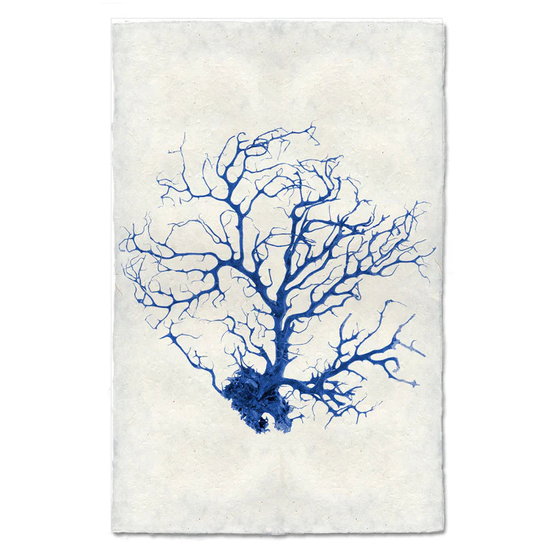 Black Coral Fan #1, Blue