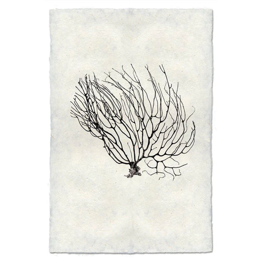 Black Coral Fan #2, B&W
