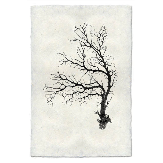 Black Coral Fan, B&W
