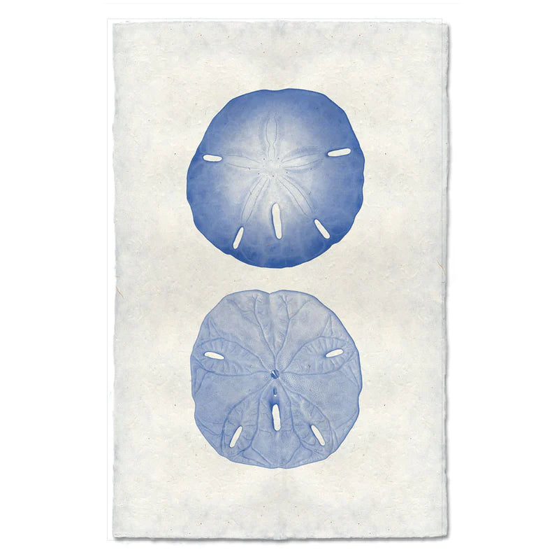 Double Sand Dollar, Blue