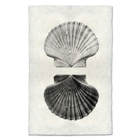 Double Shell, B&W