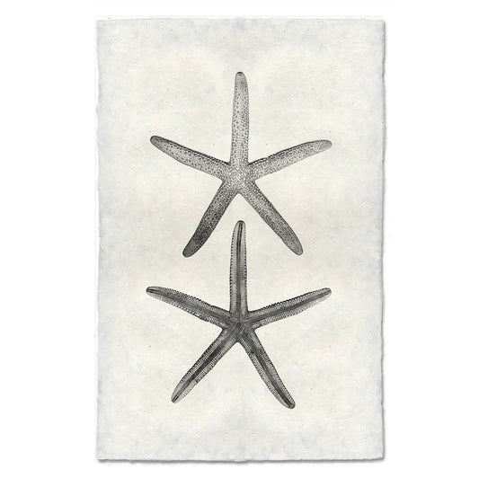 Double Starfish, B&W