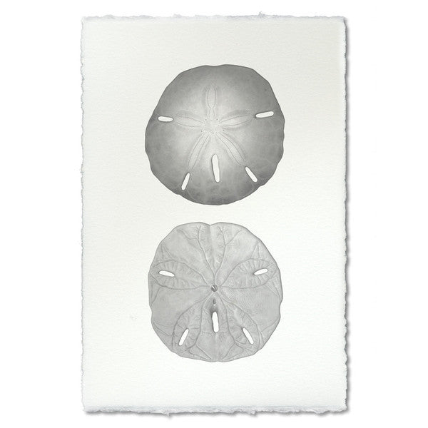 Marine Print "Double Sand Dollar"