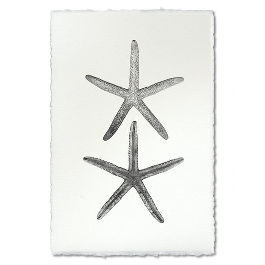 Double Sea Star, B&W