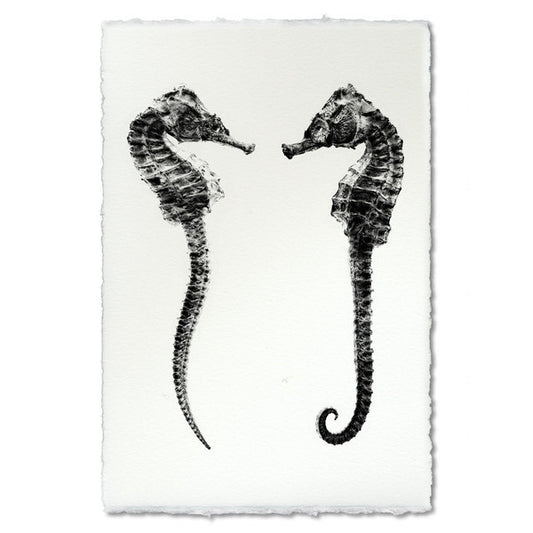 Seahorses, B&W