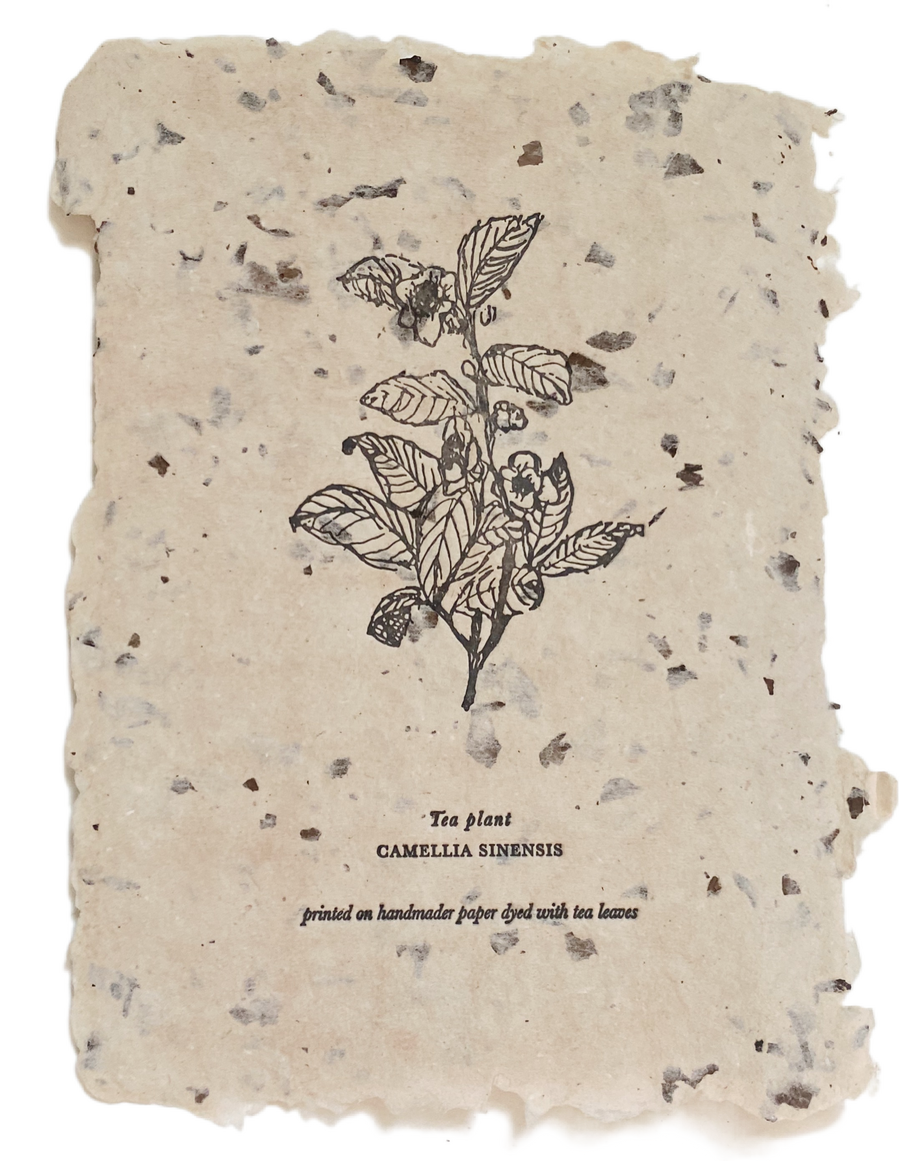 tea plant art print