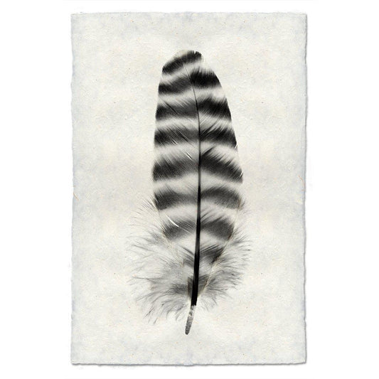 Barred Rock Hen Feather