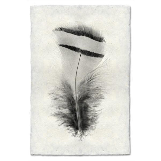 Chukar Partridge Feather