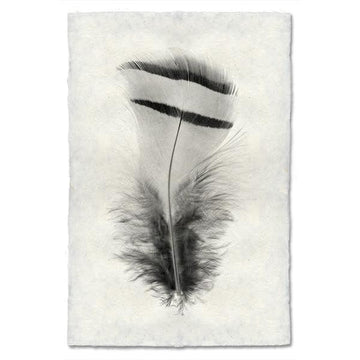 Feather #15 Print (Chukar Partridge)