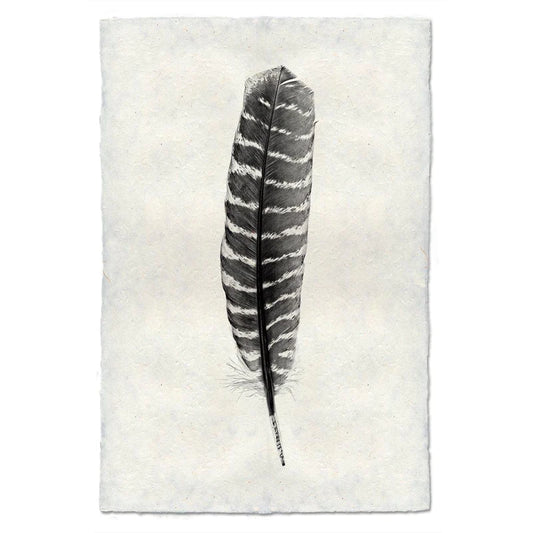 Wild Turkey Feather