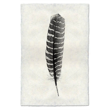 Feather #16 Print (Wild Turkey)