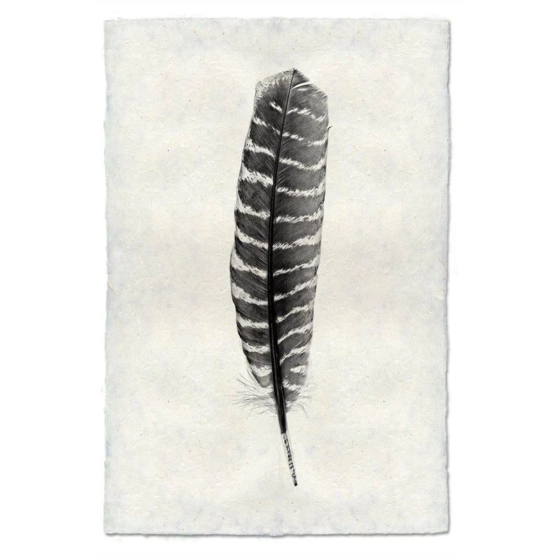 Feather #16 Print (Wild Turkey)
