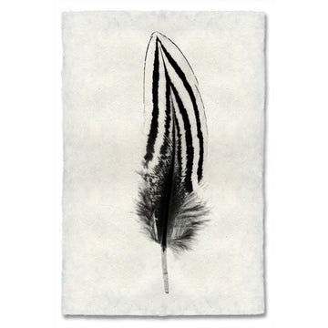 Feather #2 Print (Silver Pheasant)