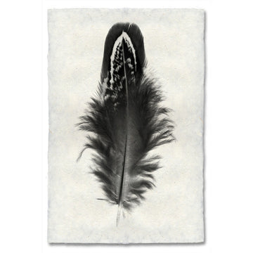 Feather #3 Print (Mallard Duck)