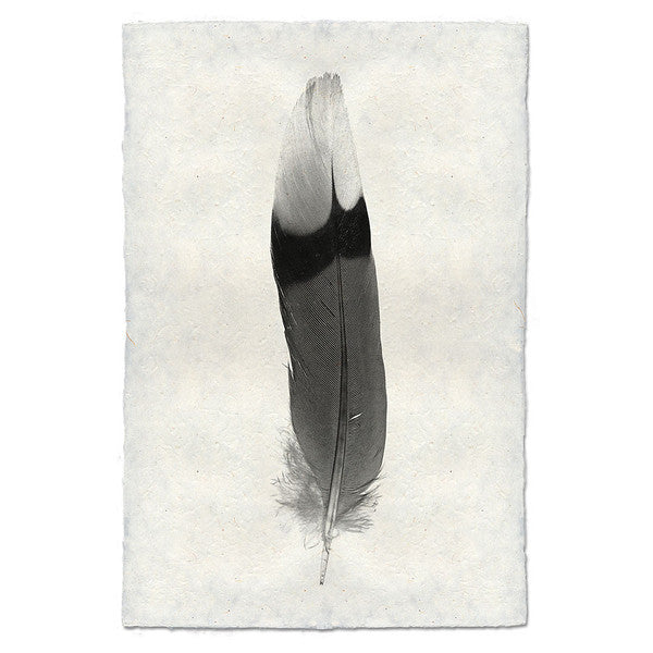 Feather #9 Print (Jay)