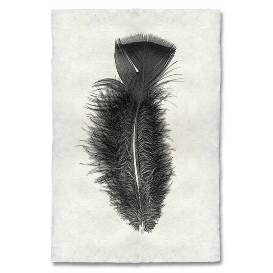 Turkey feather