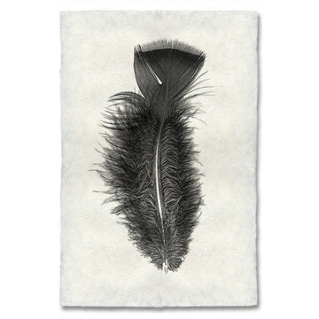 Feather #10 Print (Turkey)