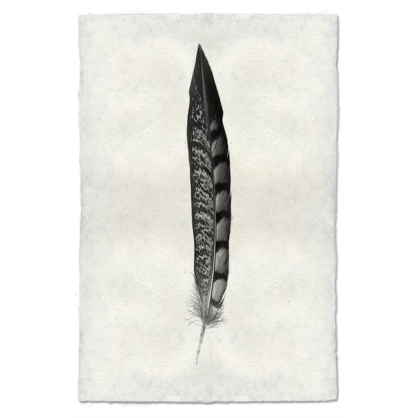 Lady Amherst Pheasant Tail Feather