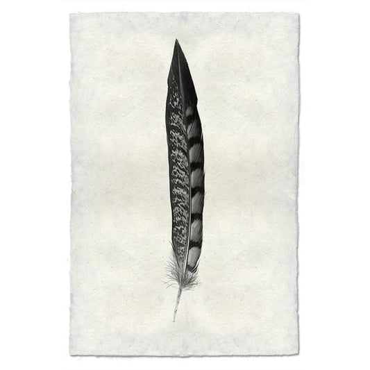 Lady Amherst Pheasant Tail Feather