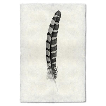 Feather #12 Print (Partridge Tail)