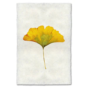 Yellow Gingko