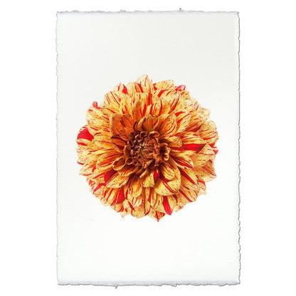 Gloriosa